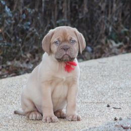 Girl 2 - Red Dogue de Bordeaux puppy in New Albany, Mississippi from Back Porch Bordeaux