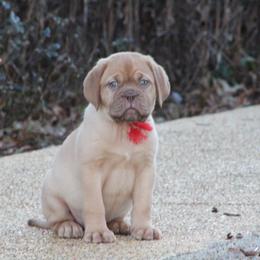 Girl 2 - Red Dogue de Bordeaux puppy in New Albany, Mississippi from Back Porch Bordeaux