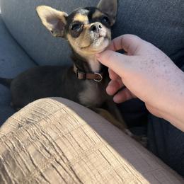 Chihuahua puppies from Gift of Gods Favor