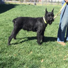 Dreya - Giant Schnauzer