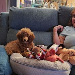 Coton de Tulear and Poodle Puppies from Legacy Pets