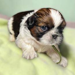 AKC-Bruno - Tricolor male Shih Tzu puppy in Charlotte, North Carolina from Judy's Shih Tzus