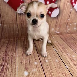 7412 sable sow girl - Sable spotted white female Chihuahua puppy in Palmyra, Indiana from Country Star Chihuahuas