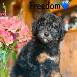 Freedom - Black phantom male Aussiedoodle puppy in Lancaster, Minnesota from Finney Ranch