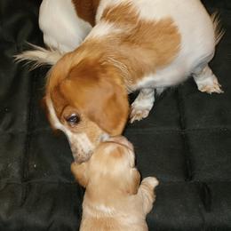 Dachshund Puppies from CLARK'S BREEDING PROGRAM