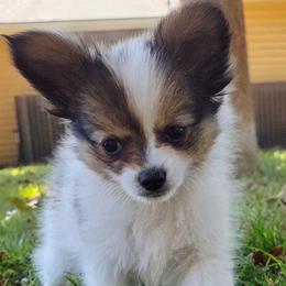 Napoleon (Nippers) - White and sable male Papillon puppy in Mountain Home, Arkansas from King's Papillons