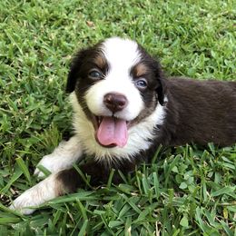 Miniature Australian Shepherd Puppies from 7UL Mini Aussies
