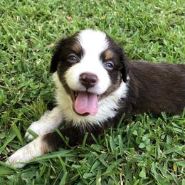 Miniature Australian Shepherd Puppies from 7UL Mini Aussies