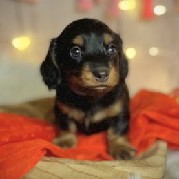 Girl 2 - Black and tan Dachshund puppy in North Port, Florida from Jessica Louise Dachshunds