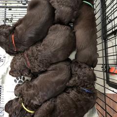Boykin Spaniel Puppies from Indian Field Boykins