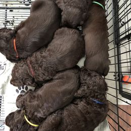 Boykin Spaniel Puppies from Indian Field Boykins
