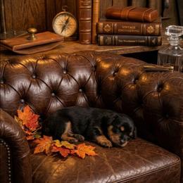 Little boy Purple - Black and tan male Yorkshire Terrier puppy in Hot Springs, Arkansas from Loving Laps (Yorkies raised right )