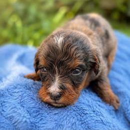 Edmund - Tri-color male Bernedoodle puppy in Travelers Rest, South Carolina from Bernedoodle.do