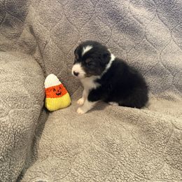 Yellow - Black tri-color male Australian Shepherd puppy in Gill, Colorado from Westwood Australian Shepherds