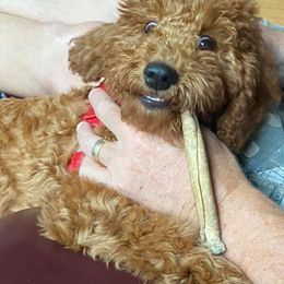 Goldendoodle All Grown Up from My Darlin Doodles