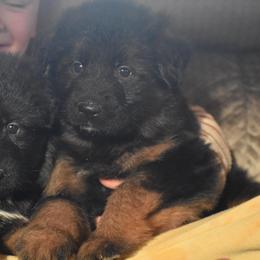 Casanova - Black and red male German Shepherd puppy in Lexington, Virginia from Stahlhaus ( Previously Buffelbach Farmstead Shepherds)