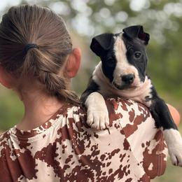 Half Stache - Black brindle female American Staffordshire Terrier puppy in Lizella, Georgia from Àine Amstaffs