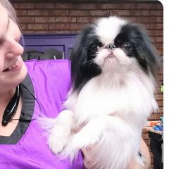 Logan - Japanese Chin