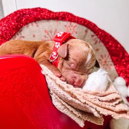 F1B Goldendoodle Harvey - Red  male Goldendoodle puppy in Redding, California from Casa Delarosa Poodles & Doodles Collective