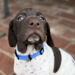 German Shorthaired Pointers from Rachel Munoz
