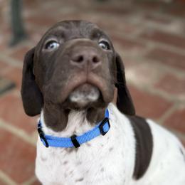 German Shorthaired Pointers from Rachel Munoz