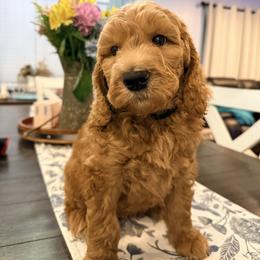 Orion - Apricot male Goldendoodle puppy in Macclenny, Florida from Baker County Goldendoodles