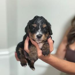 Girl 3 Pink collar - female Golden Mountain Doodle puppy in Spring, Texas from The Doodle Den