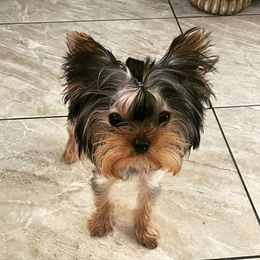 Yorkshire Terriers from Too Cute Yorkies