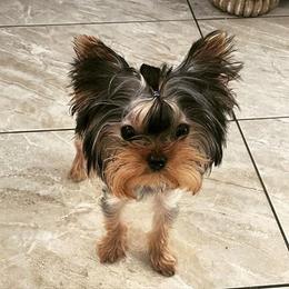 Yorkshire Terriers from Too Cute Yorkies