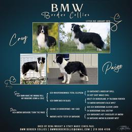 Border Collie Puppies from BMW Border Collies