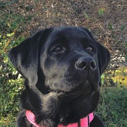 Labrador Retriever All Grown Up from Everlasting Labradors