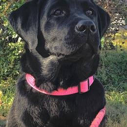 Labrador Retriever All Grown Up from Everlasting Labradors