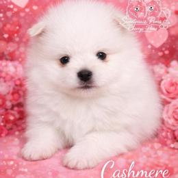 Cashmere - White male Pomeranian puppy in Odessa, Texas from Cherry's Poms