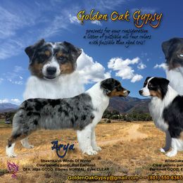 Australian Shepherd puppies from Golden Oak Gypsy