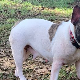 French Bulldogs from Allan's Frenchies