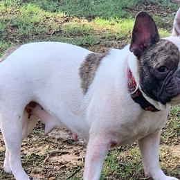 French Bulldogs from Allan's Frenchies