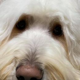 Australian Labradoodles and Goldendoodles from Dew Drop Doodles