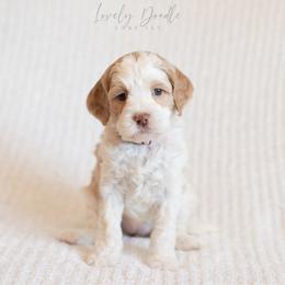 Pink Collar Girl - Caramel ice female Australian Labradoodle puppy in Thousand Oaks, California from Lovely Doodle Lane