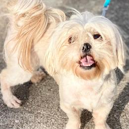 Shih Tzus from Shih Tzu Knots