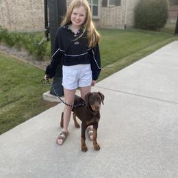 Doberman Pinscher Puppies from Ranchers Companion Doberman Kennel