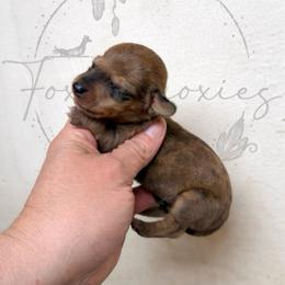 Harry - Dapple male Dachshund puppy in Deming, New Mexico from FoxieDoxies of New Mexico