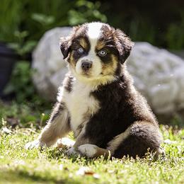 Lamborghini - Black tri male Miniature American Shepherd puppy in Franklinville, North Carolina from Fine Hill Miniature Americans