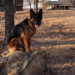 German Shepherd Puppies from Schonwasser Shepherds