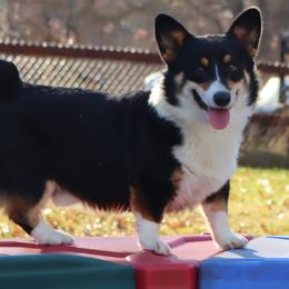 Max - Pembroke Welsh Corgi