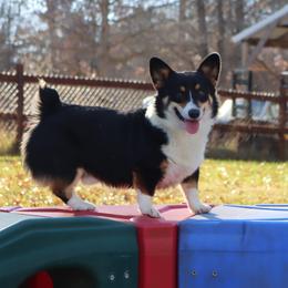 Max - Pembroke Welsh Corgi