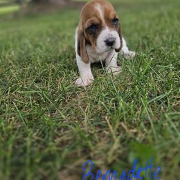 Basset Hound Puppies from Fisher's Couch Hounds