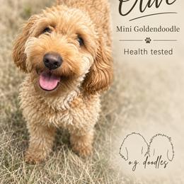 Olive - Goldendoodle