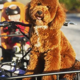 Bernedoodle and Goldendoodle All Grown Up from Country Hills Doodles