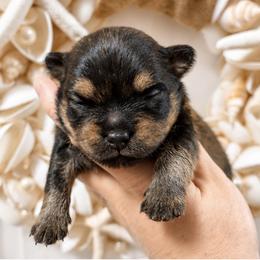 Coco - Black and tan female Pomeranian puppy in Big Pine Key, Florida from Kaleys Poms
