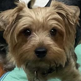 Sweetheart - Black and gold female Yorkshire Terrier puppy in Phoenix, Arizona from Coursey’s Yorkies